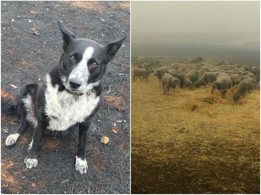 El perro salva al rebaño de ovejas. 15 sobrevivientes de incendios forestales en Australia que te derretirán el corazón | Zestradar