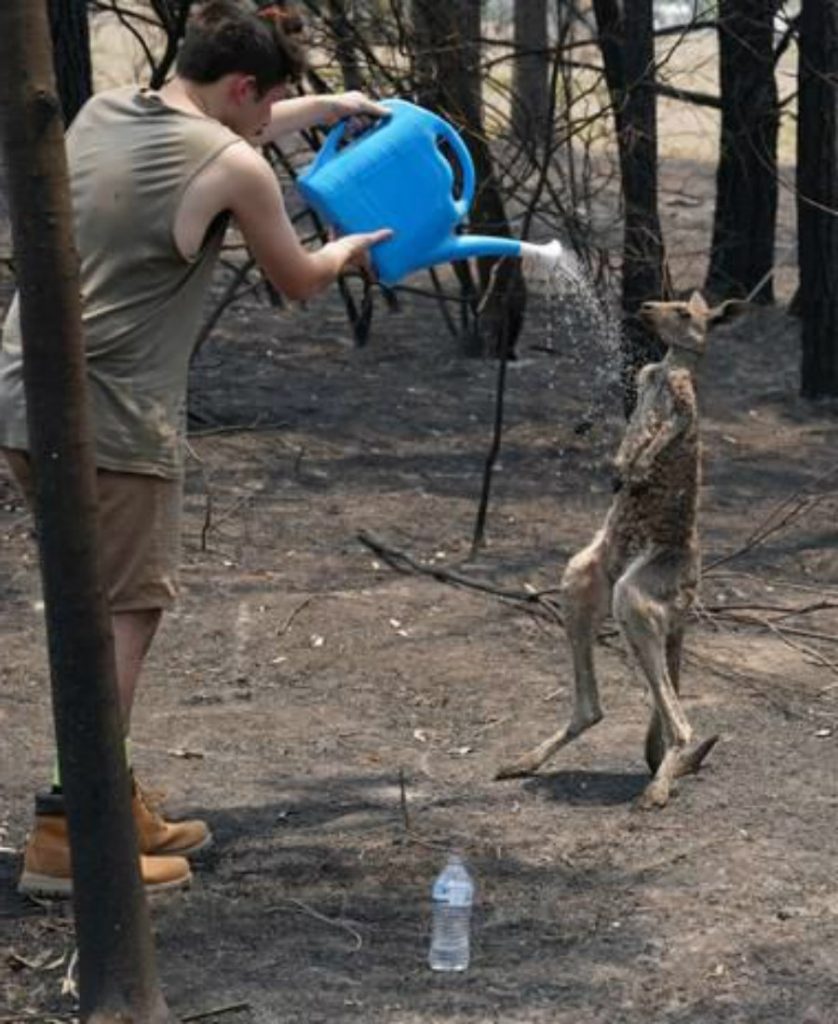 Canguro joven |: 15 sobrevivientes de incendios forestales en Australia que te derretirán el corazón | Zestradar