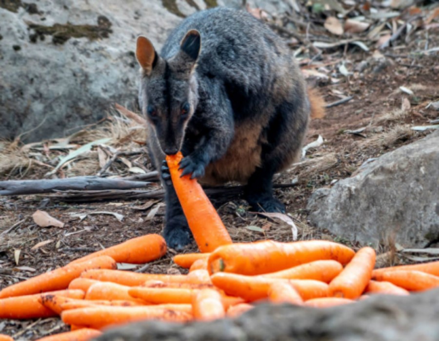 animales hambrientos | 15 sobrevivientes de incendios forestales en Australia que te derretirán el corazón | Zestradar