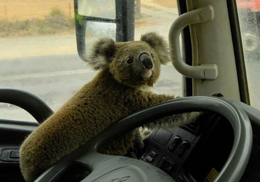 Koala el burrito |: 15 sobrevivientes de incendios forestales en Australia que te derretirán el corazón | Zestradar