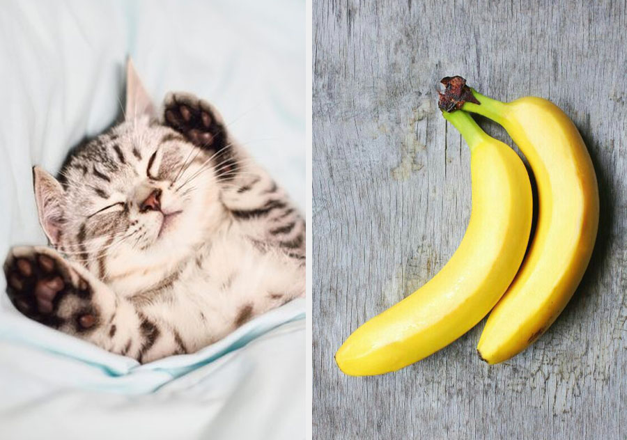 Compartimos genes con gatos y plátanos. 10 datos alucinantes sobre los genes que lo explican todo | Zest Radar: