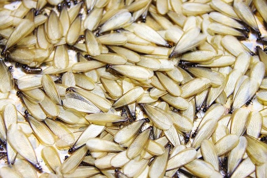 Termitas | 6 Insectos que podrían ser una fuente de alimento legítima en el futuro | Zestradar