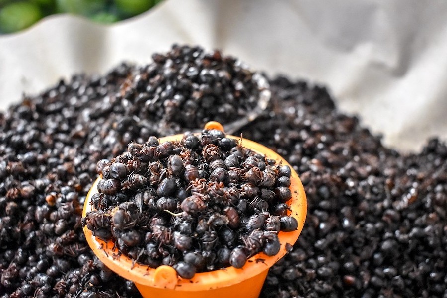 Hormigas | 6 Insectos que podrían ser una fuente de alimento legítima en el futuro | Zestradar
