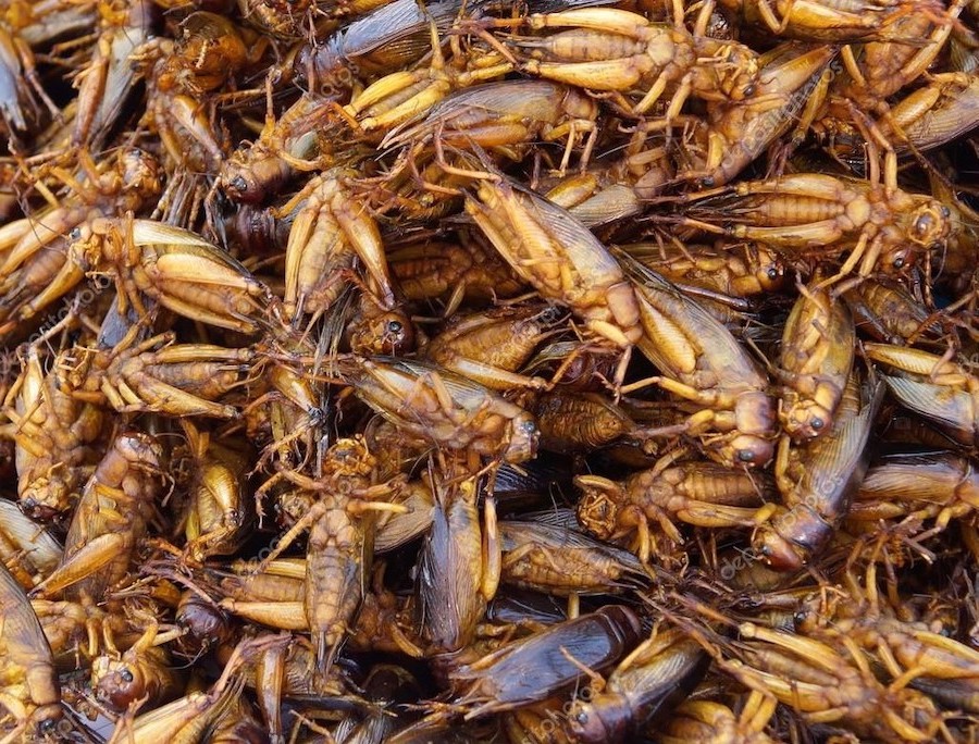 Saltamontes | 6 Insectos que podrían ser una fuente de alimento legítima en el futuro | Zestradar