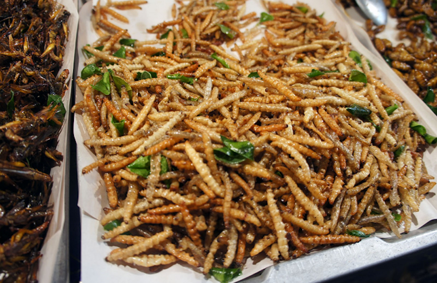 Gusanos de harina | 6 Insectos que podrían ser una fuente de alimento legítima en el futuro | Zestradar