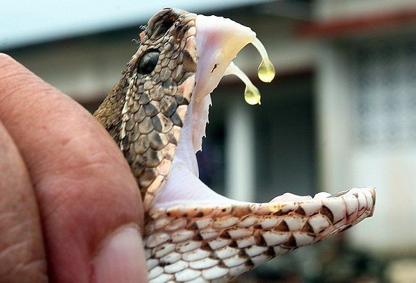 Cuajada de serpiente | 8 cosas raras que puedes solicitar | Bayas cerebrales